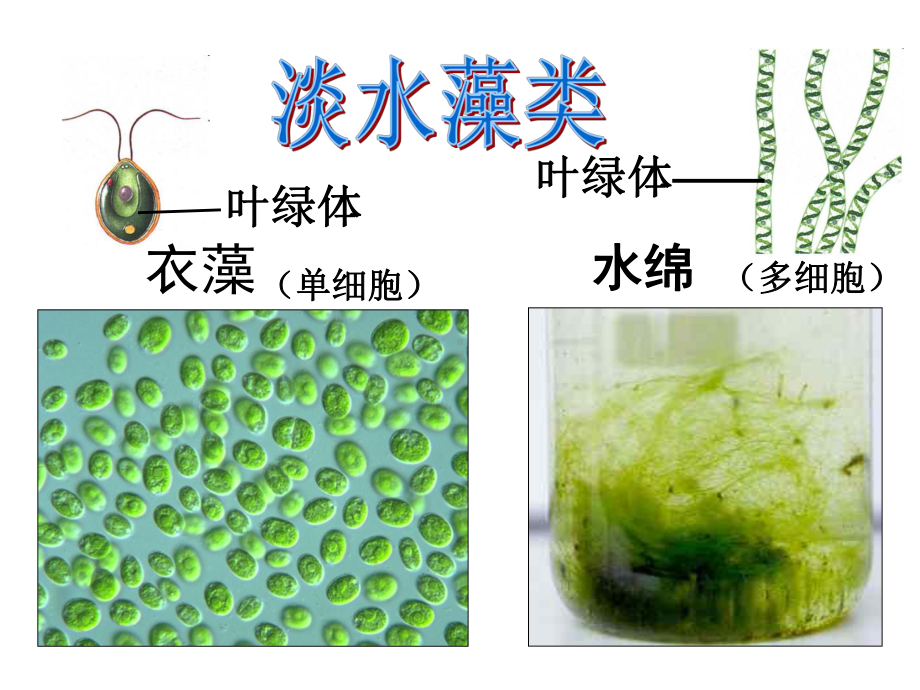 人教版七年级生物上册第三单元课件.pptx_第3页