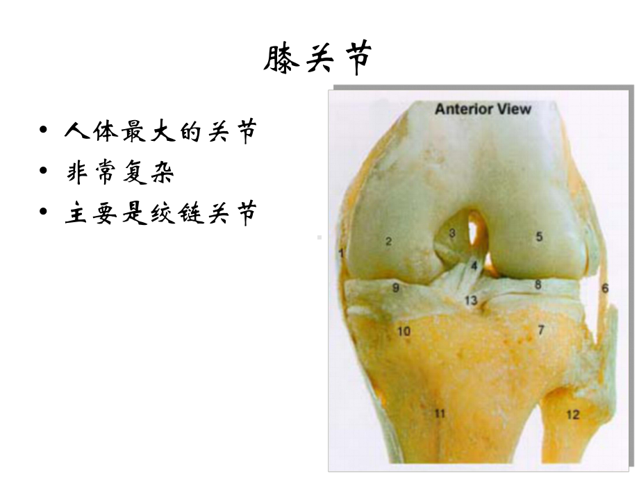 膝关节功能解剖及临床意义课件.pptx_第2页