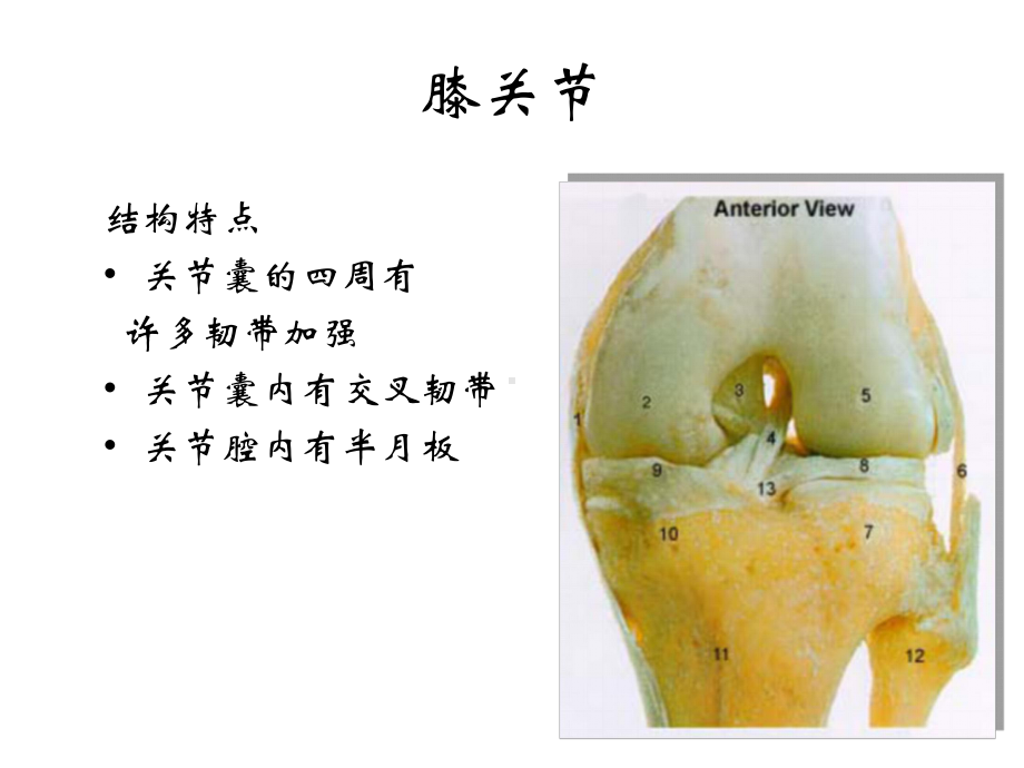 膝关节功能解剖及临床意义课件.pptx_第3页