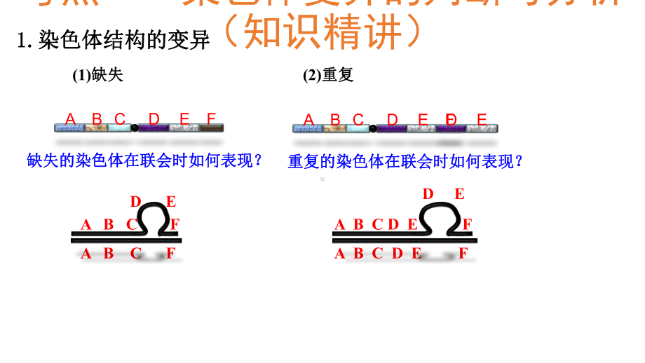 高考生物一轮复习第21讲染色体变异课件.ppt_第2页