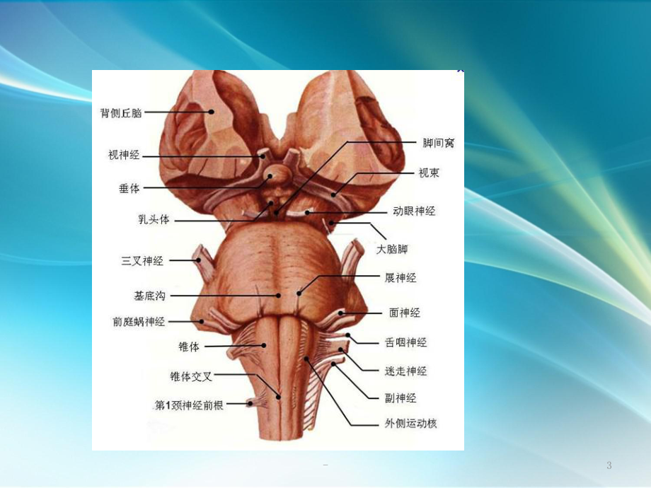 三叉神经解剖及MR表现课件.ppt_第3页