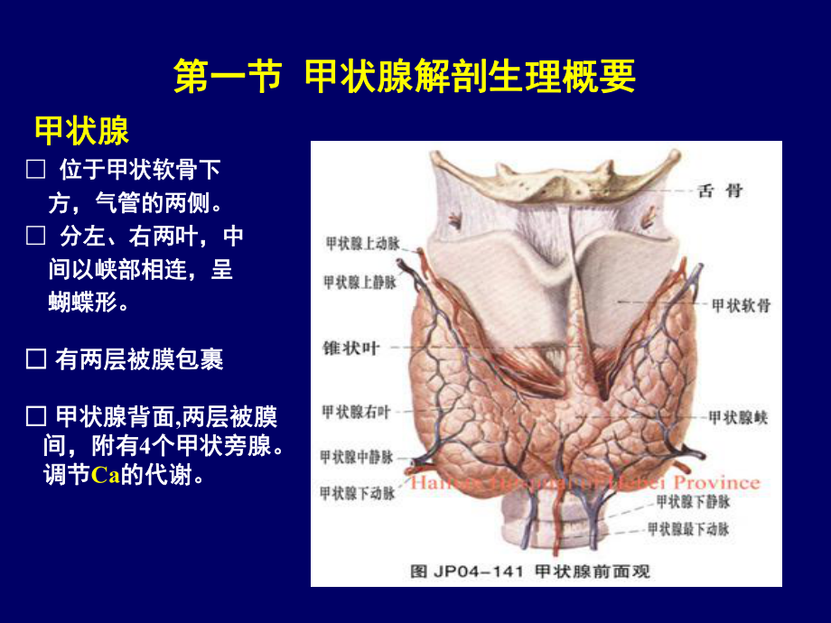 颈部疾病本科课件.ppt_第2页