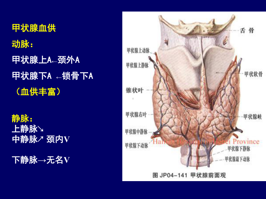 颈部疾病本科课件.ppt_第3页