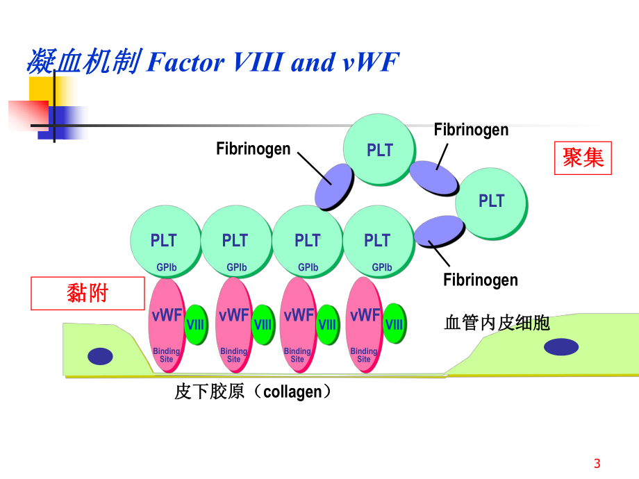 血栓与止血课件.ppt_第3页