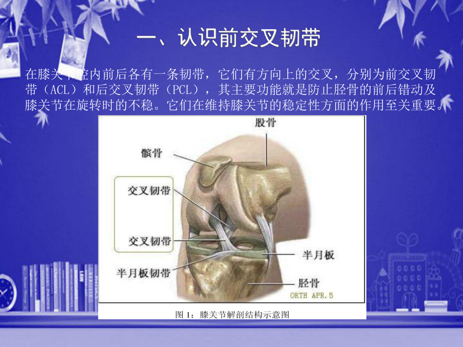 前交叉韧带重建术后康复-课件.ppt_第2页