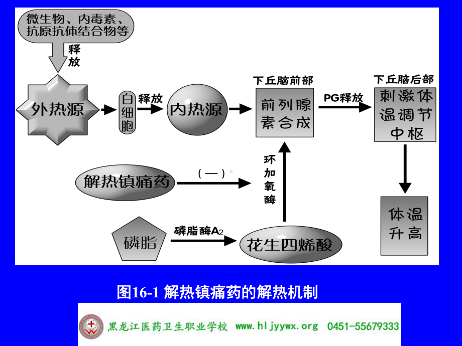 黑龙江医药卫生职业学校-药学专业-应用药理基础-第十六章解热镇痛抗炎药课件.ppt_第3页