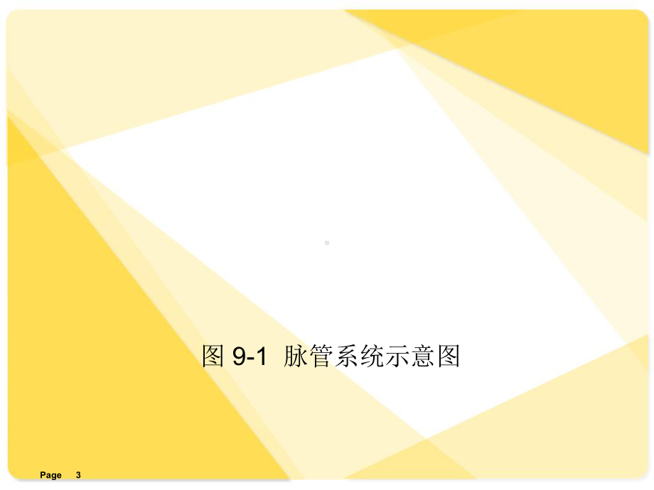 解剖学基础课件第9篇-脉管系统.ppt_第3页