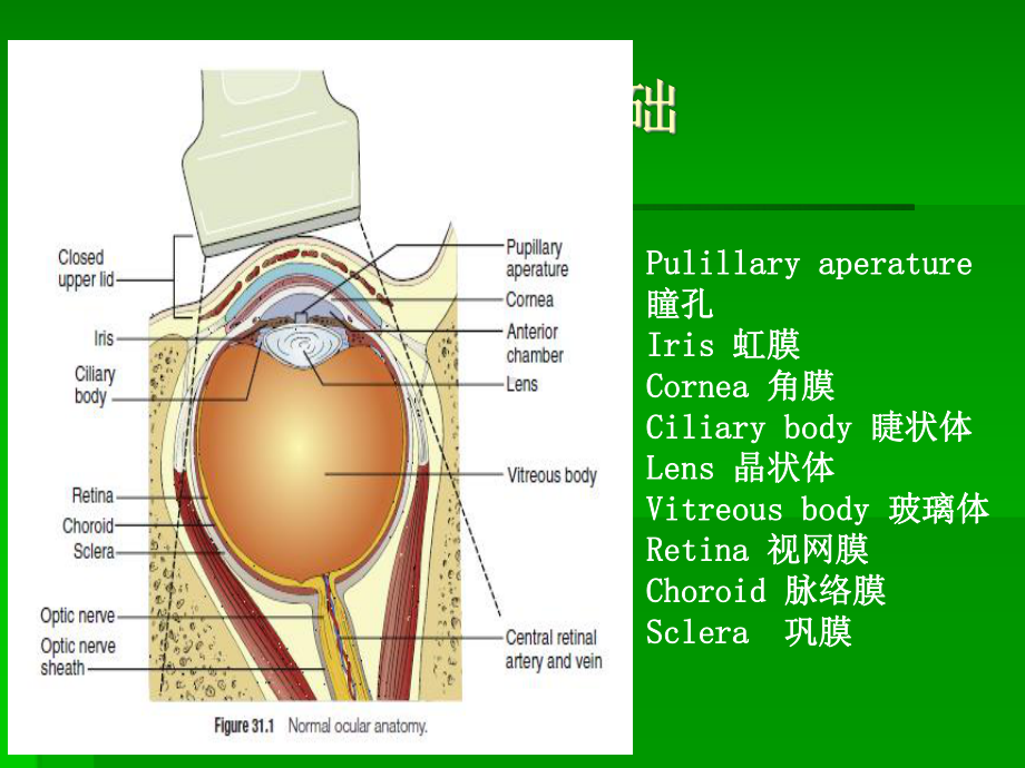 视神经鞘直径与颅内压课件.ppt_第3页