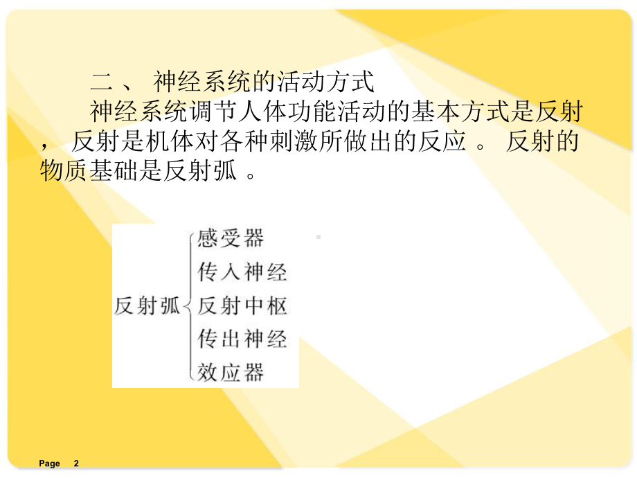 解剖学：-神经系统摘要课件.ppt_第2页