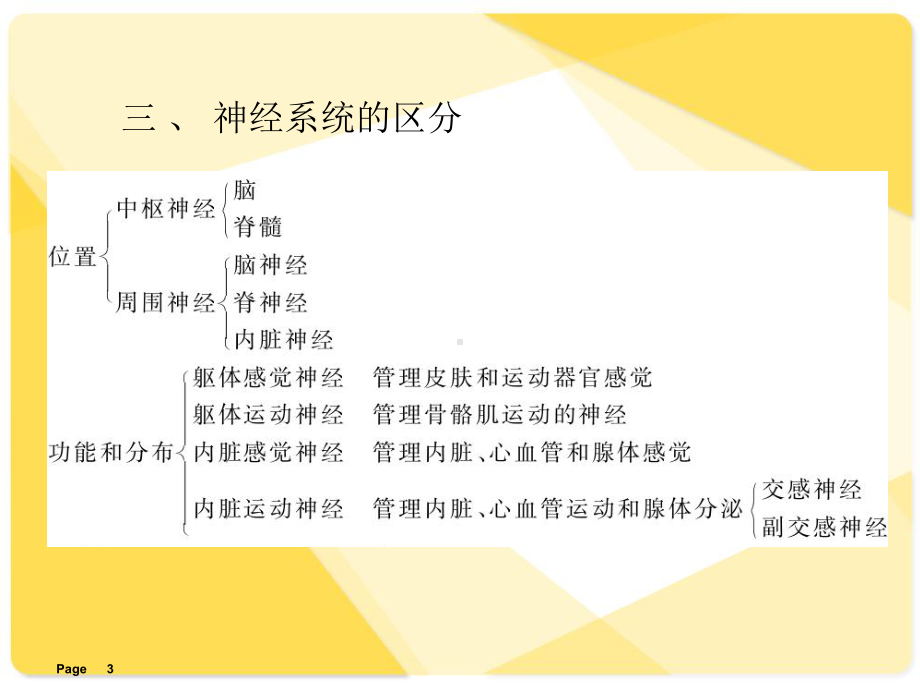 解剖学：-神经系统摘要课件.ppt_第3页