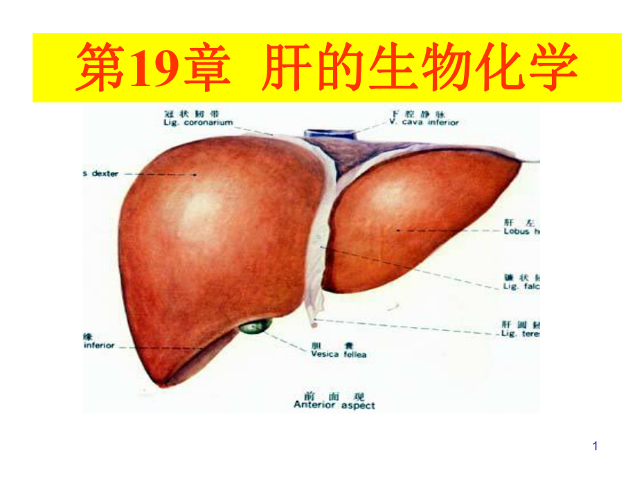 第19章-肝的生物化学课件.ppt_第1页