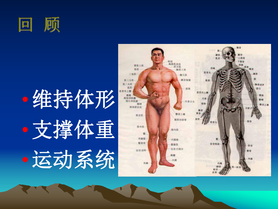 骨伤科骨折概论课件.ppt_第2页