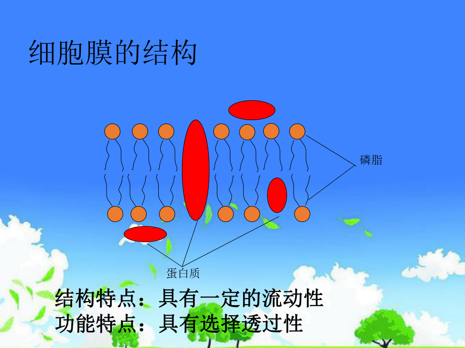 高中一年级生物公开课优质课件精选--《物质跨膜运输的方式》.ppt_第3页