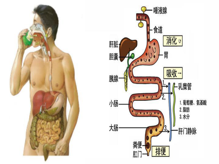 人教版体育一至二年级《育与健康基础知识7文明如厕讲卫生》公开课课件8.ppt_第3页