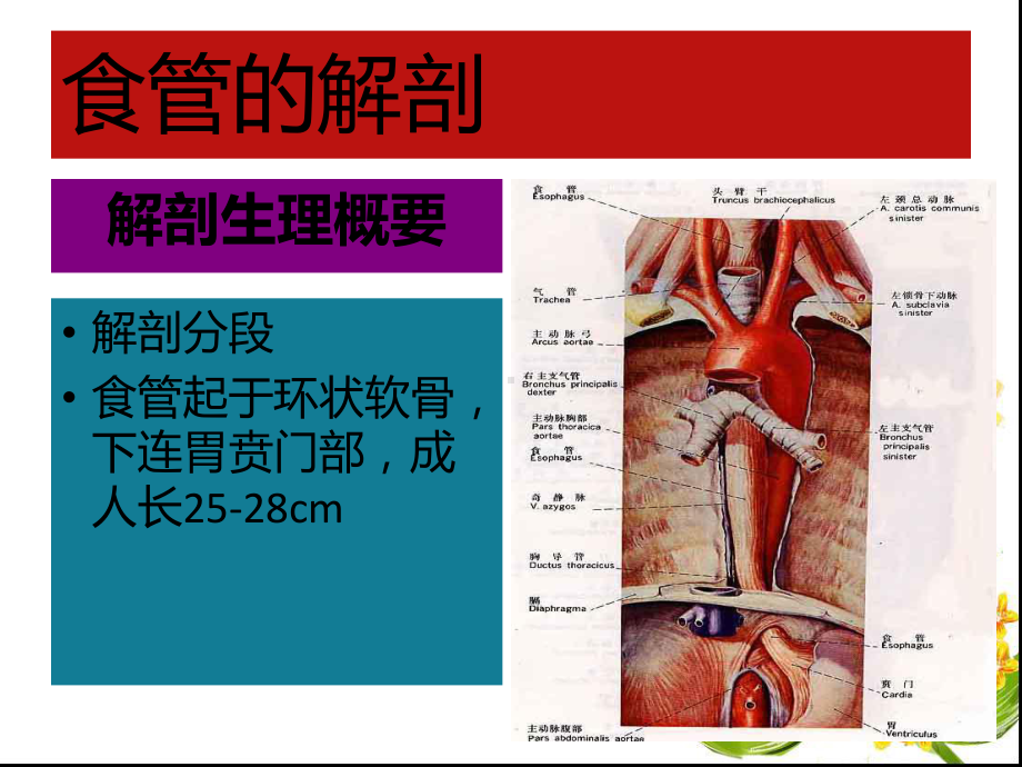 食管癌病人化疗护理(陈国翠)课件.ppt_第2页