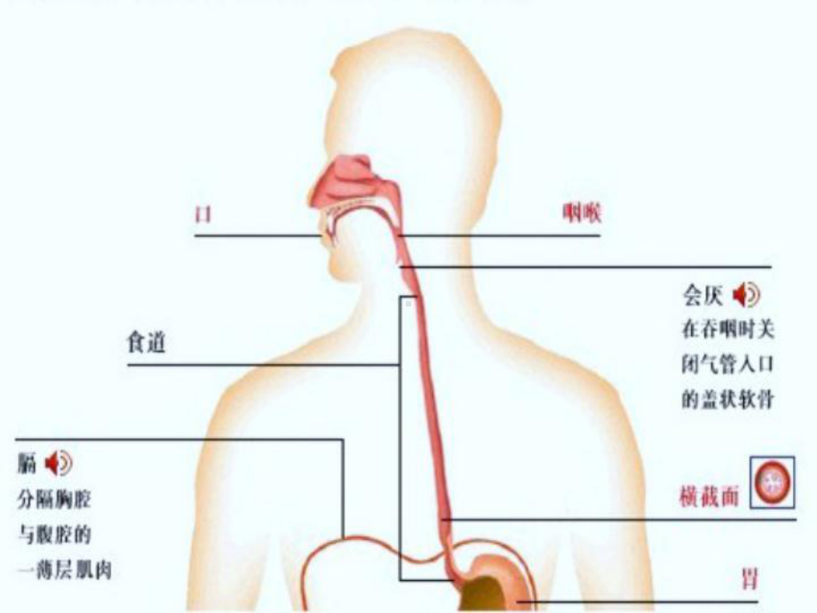 食管癌病人化疗护理(陈国翠)课件.ppt_第3页