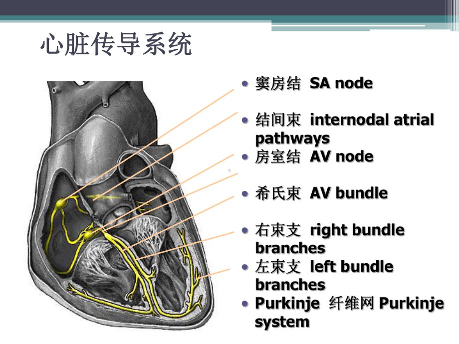 预激综合症课件.pptx_第2页