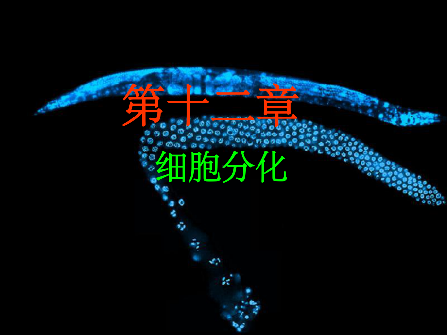 细胞生物学细胞分化课件.ppt_第1页