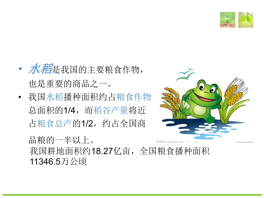 水稻教学讲解课件.ppt_第3页