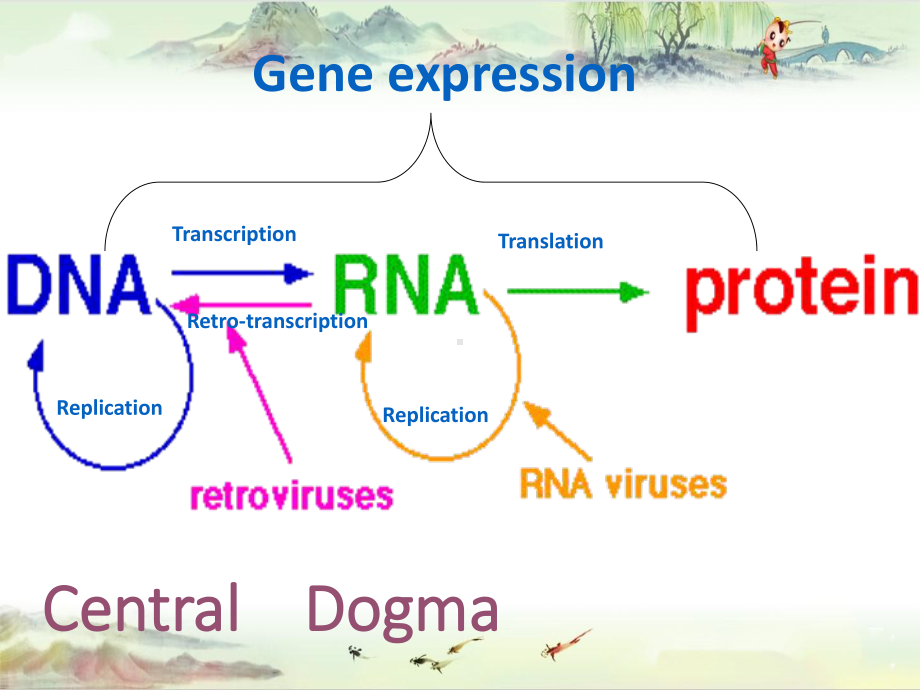 DNA-transcription&生物化学讲义课件.pptx_第3页