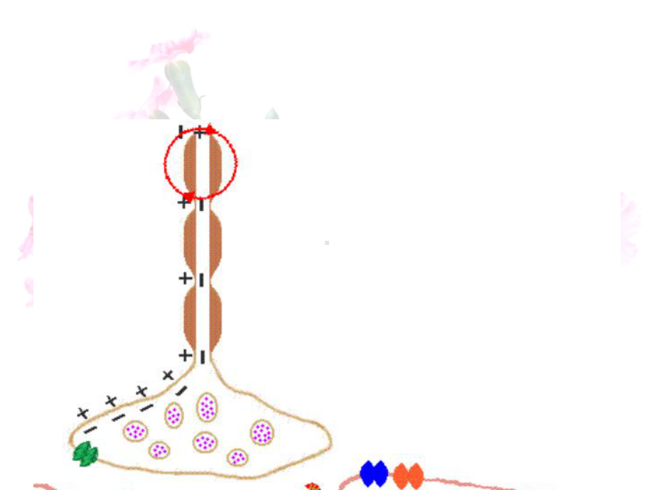 通过激素的调节课件(人教版).ppt_第1页