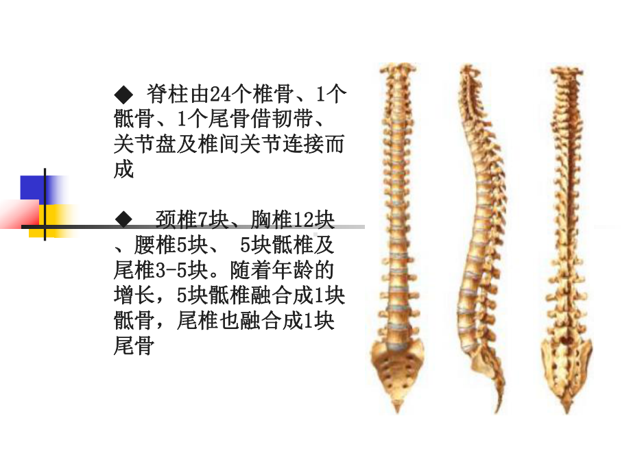 脊髓损伤及其针灸治疗简介课件.ppt_第2页