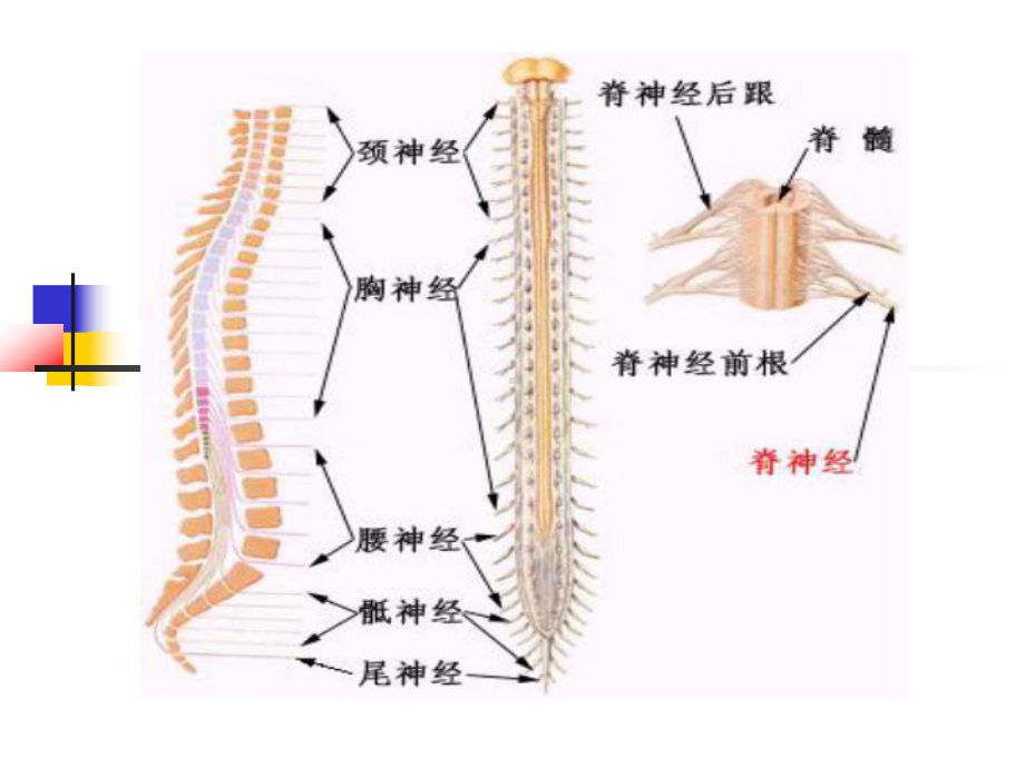 脊髓损伤及其针灸治疗简介课件.ppt_第3页