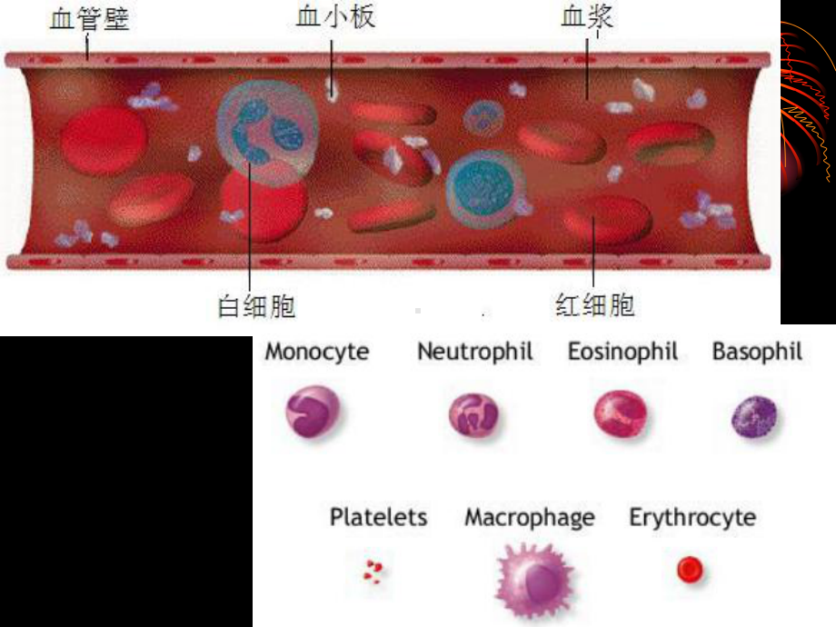 诊断学-红细胞和血红蛋白课件.ppt_第2页