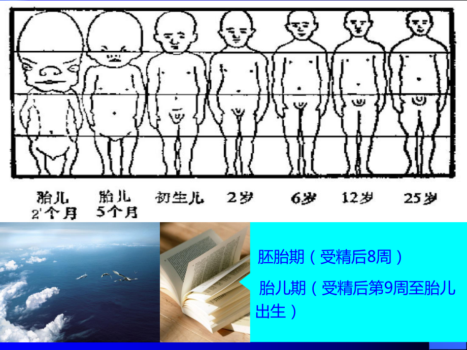 颅颌面生长发育课件.ppt_第2页