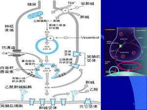 药理-胆碱受体激动药、抗胆碱酯酶药课件.ppt