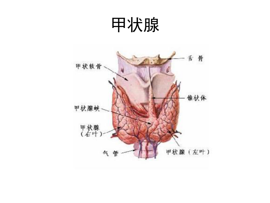 甲状腺结节与糖尿病饮食课件.pptx_第2页