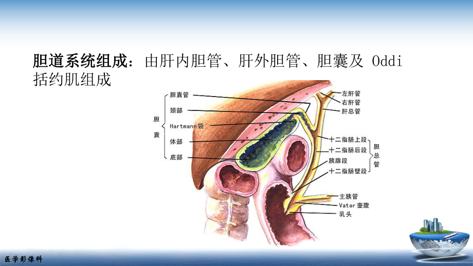 胆道系统的解剖课件.pptx_第2页