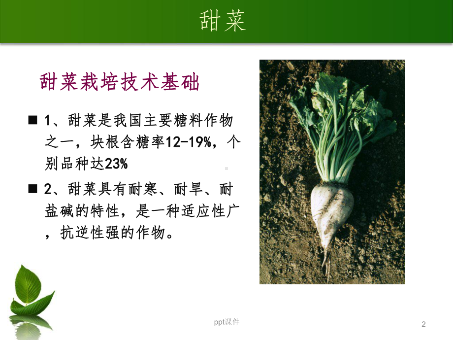 《甜菜生产技术》课件.ppt_第2页