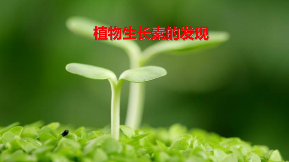 高中生物必修3《植物生长素的发现》课件.ppt_第1页