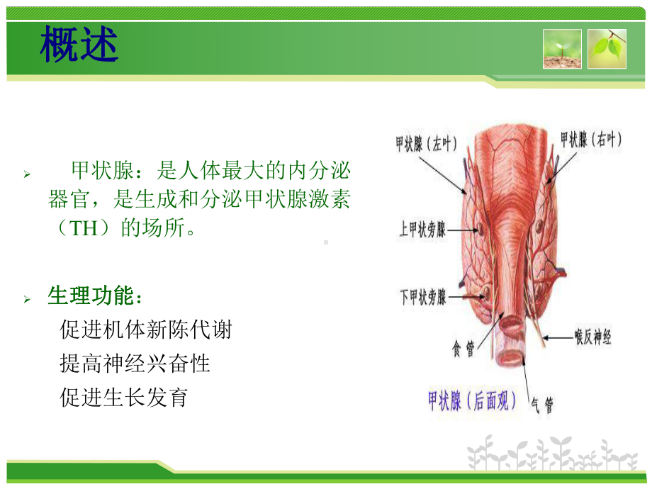 甲状腺疾病-病例分析课件.ppt_第3页