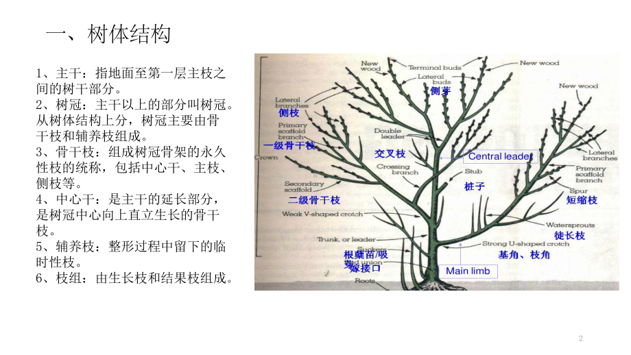 果树整形修剪技术图解1课件.ppt_第2页