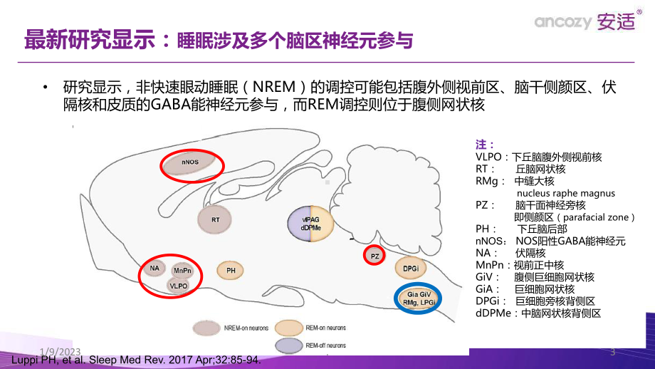 抗失眠药物选择策略课件.ppt_第3页