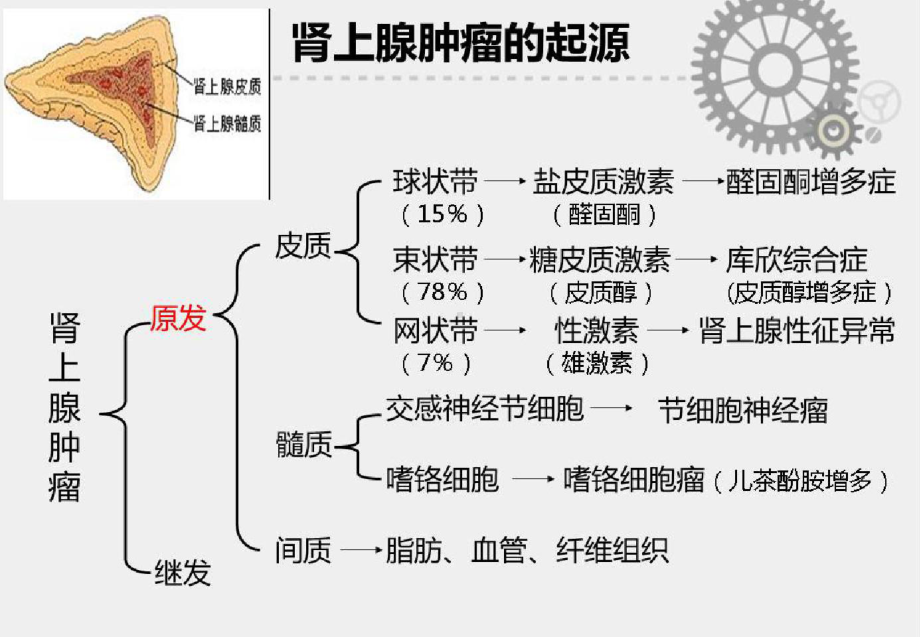 肾上腺肿瘤的诊断思路及治疗规范肾上腺肿瘤的诊治课件.pptx_第3页