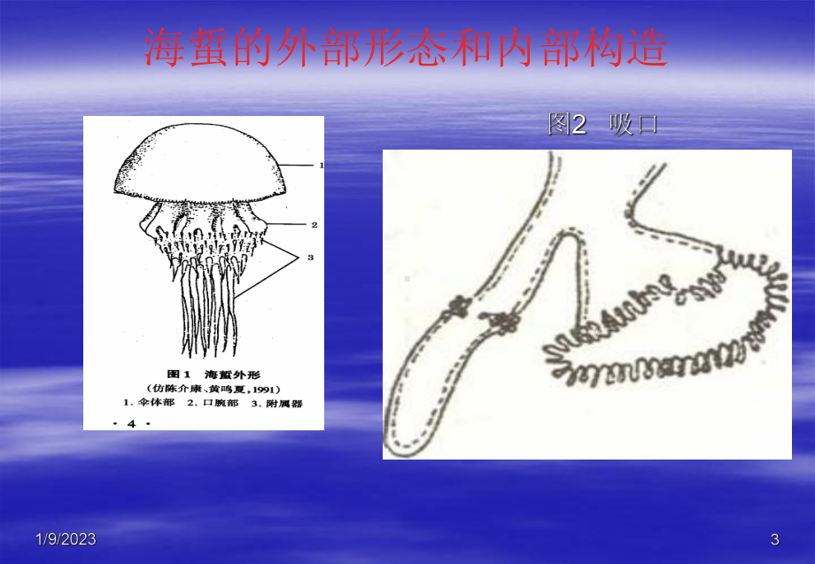 海蜇池塘养殖课件.ppt_第3页