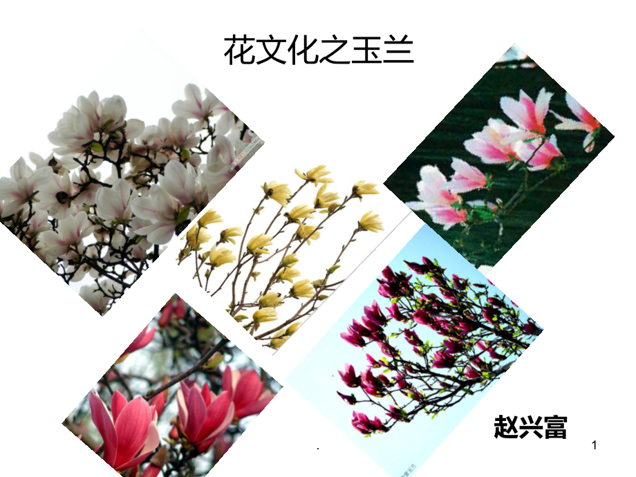 玉兰花文化课件.ppt_第1页