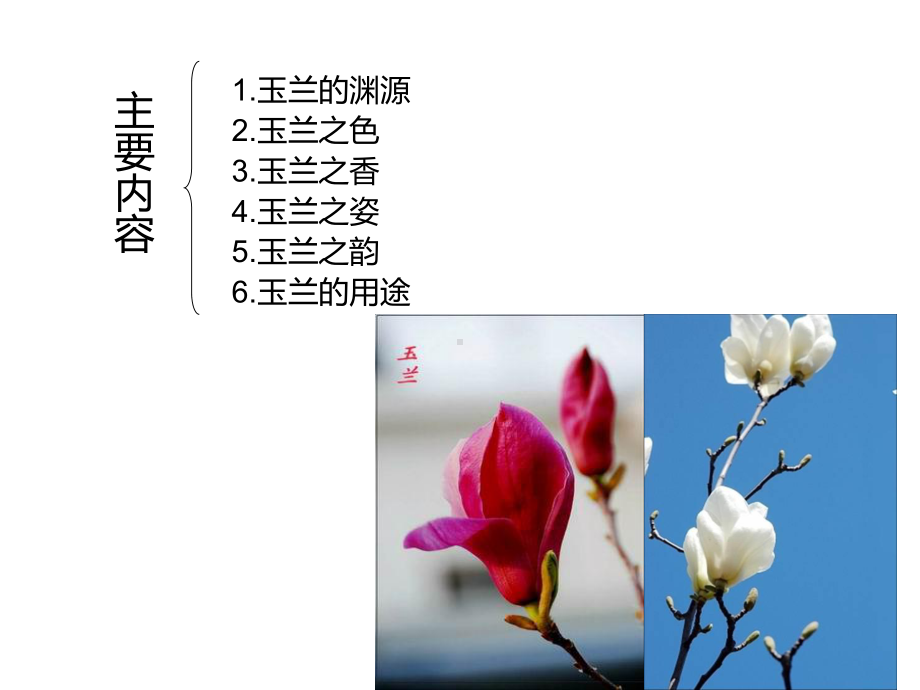 玉兰花文化课件.ppt_第2页