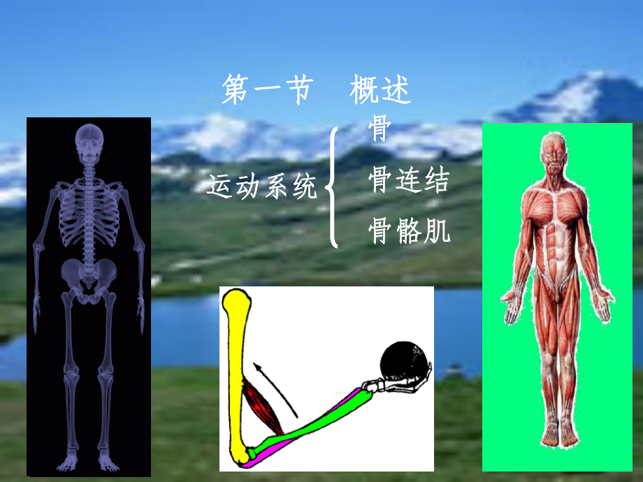 《人体运动系统》课件.ppt_第2页