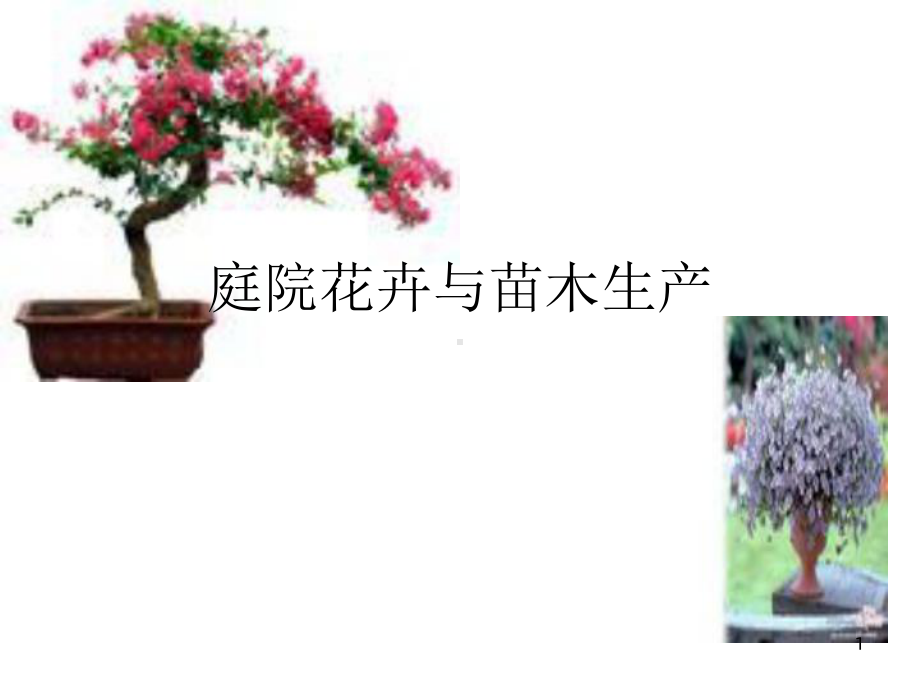 《庭院花卉与苗木生》课件.ppt_第1页