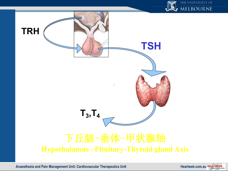 内分泌功能试验课件.ppt_第2页