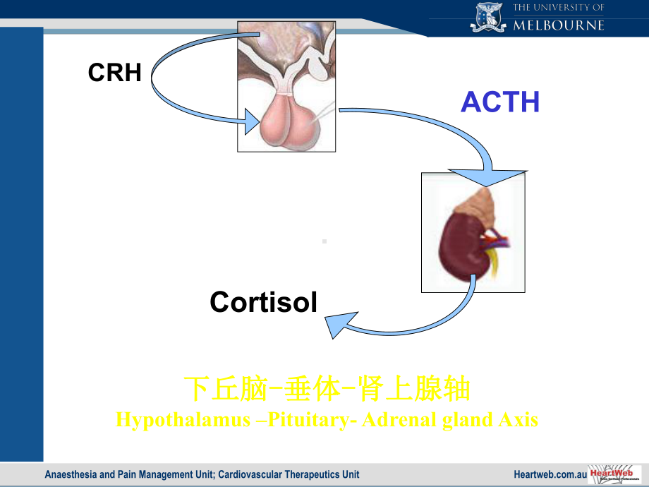 内分泌功能试验课件.ppt_第3页