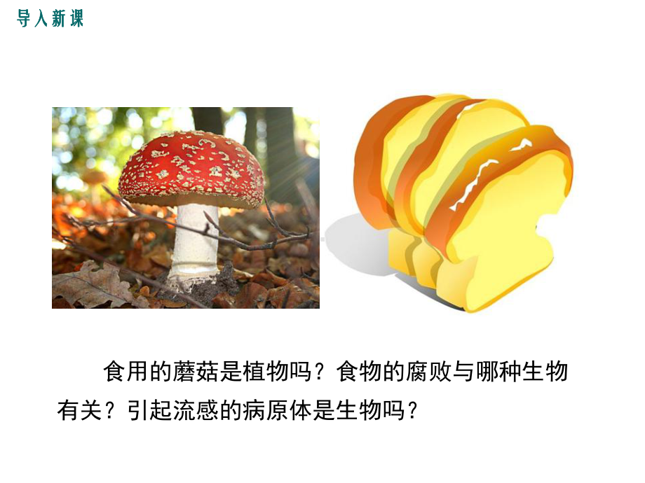 北师大版八年级生物上册第18章生物圈中的微生物教学课件.pptx_第2页