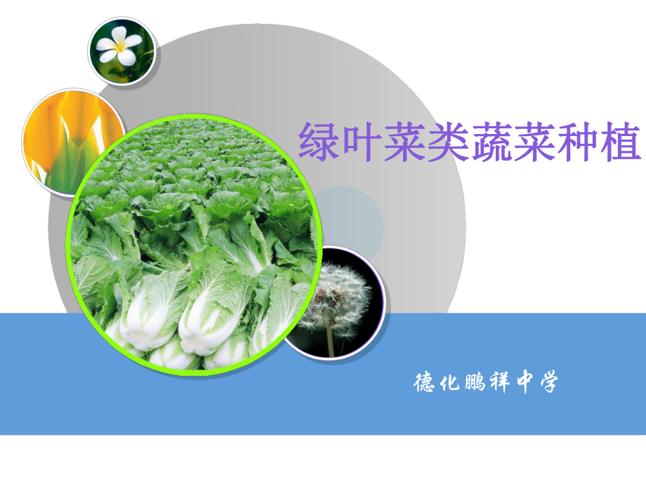 绿叶菜类蔬菜种植课件.ppt_第1页