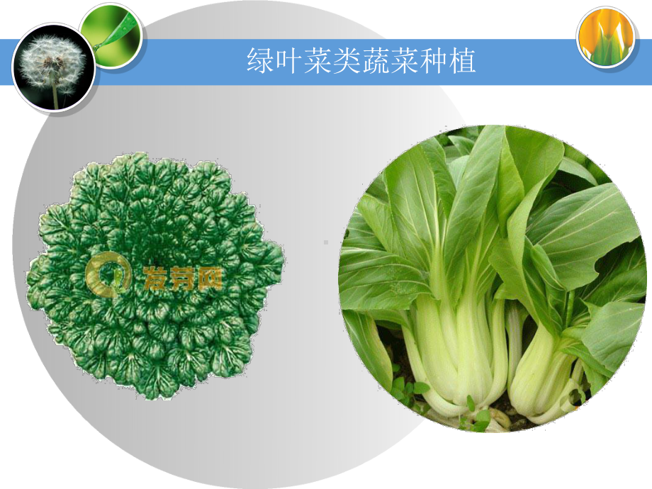 绿叶菜类蔬菜种植课件.ppt_第2页