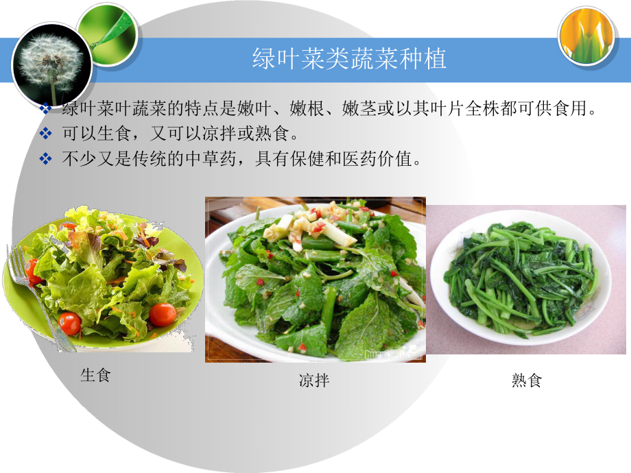 绿叶菜类蔬菜种植课件.ppt_第3页