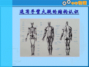 四肢结构认识课件.ppt